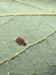 Colomerus vitis