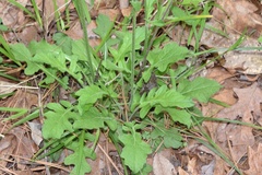 Salvia lyrata