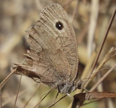 Cercyonis sthenele