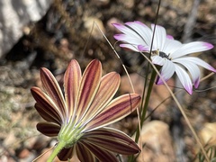 Dimorphotheca montana