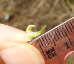 Platanthera elegans decurtata