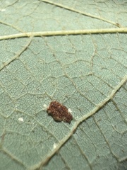 Colomerus vitis