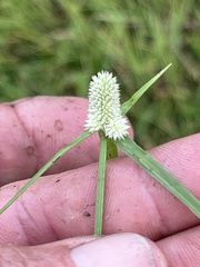 Cyperus sesquiflorus