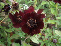 Cosmos atrosanguineus