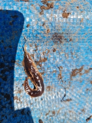 Arthurdendyus triangulatus