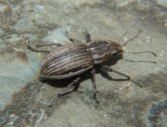 Naupactus leucoloma