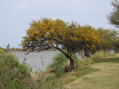 Vachellia caven