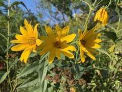 Helianthus