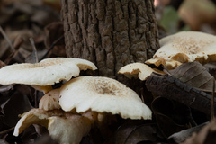 Lentinus