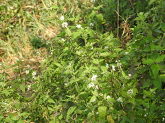 Solanum pilcomayense