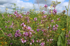Desmodium canadense