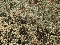 Frankenia salina