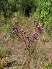Carphephorus odoratissimus