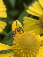 Halictus ligatus