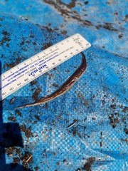 Arthurdendyus triangulatus