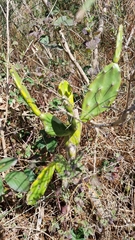 Opuntia elata