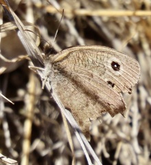 Cercyonis sthenele