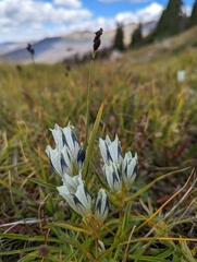 Gentiana algida