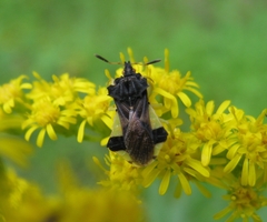 Phymata pennsylvanica