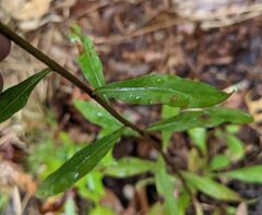 Solidago erecta