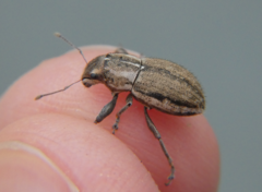 Naupactus peregrinus