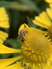 Halictus ligatus
