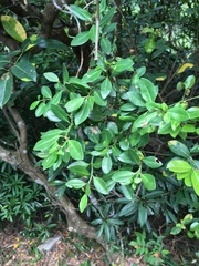 Psychotria serpens