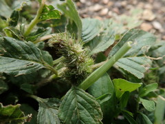 Amaranthus
