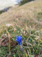 Gentianopsis barbellata