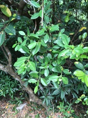Psychotria serpens