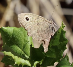 Cercyonis sthenele