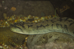 Acrochordus arafurae