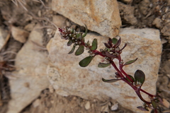 Polygonum minimum