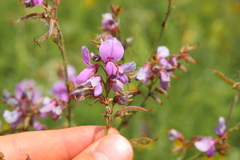 Desmodium canadense