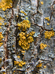 Xanthomendoza