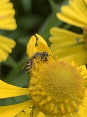 Halictus ligatus