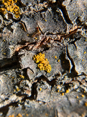 Xanthomendoza