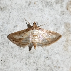 Marasmia