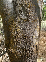 Xanthomendoza