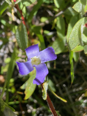 Gentianopsis simplex