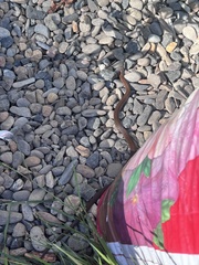 Thamnophis ordinoides