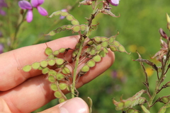 Desmodium canadense