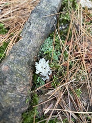 Clavulina coralloides