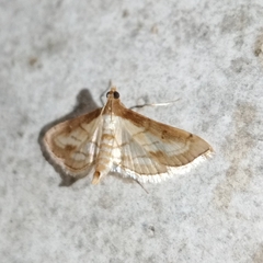 Marasmia