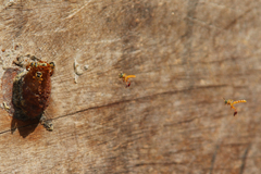 Tetragonisca fiebrigi