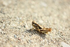 Melanoplini