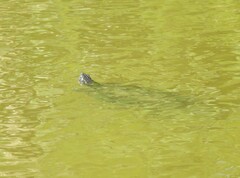 Pseudemys concinna concinna