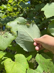 Vitis cinerea