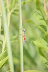 Melanoplinae