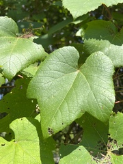 Vitis cinerea